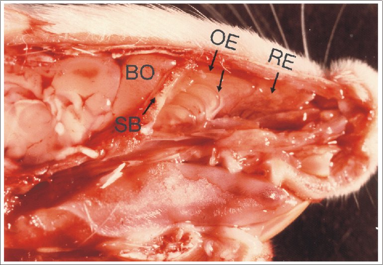 olf02bh.jpg