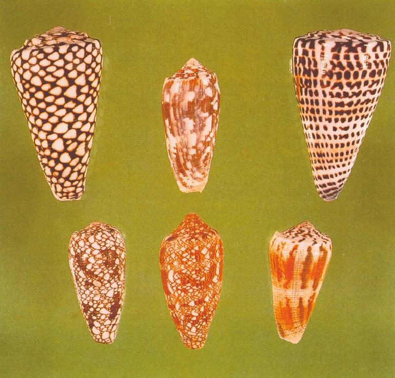 cono01ah.jpg