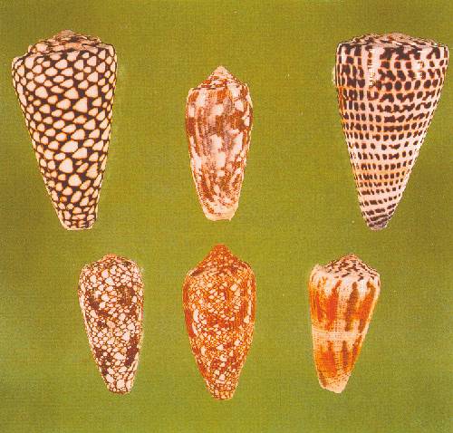 cono01al.jpg