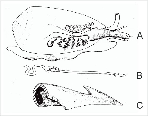 cono01bl.jpg