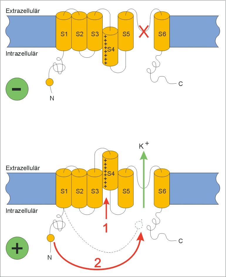 ion06ah.jpg
