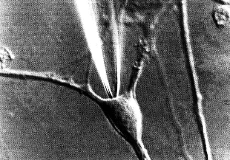 neuronh.jpg
