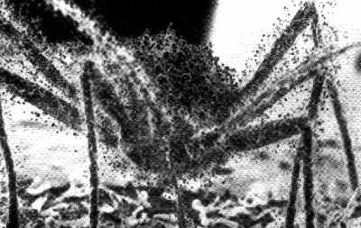aphid2h.jpg