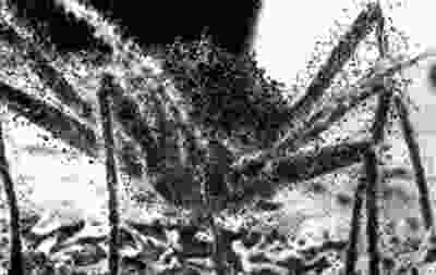 aphid2l.jpg