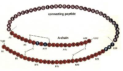 insulinh.jpg
