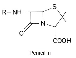penicih.jpg