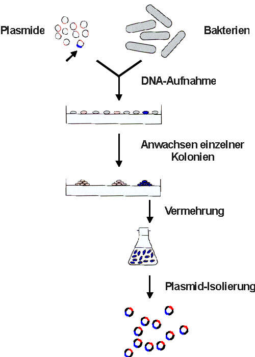 dnaxx2.jpg