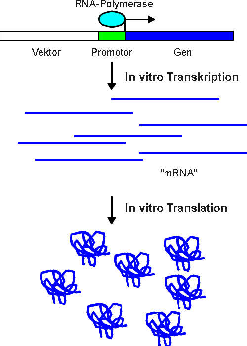 invitro1.jpg