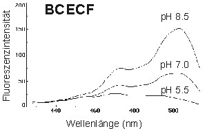 bcecfh.jpg