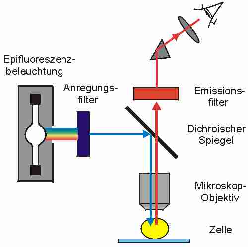 epifluol.jpg