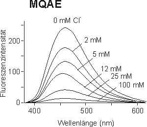 mqael.jpg