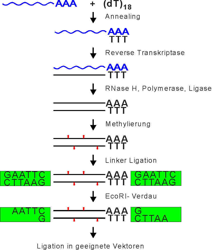 cdna.jpg