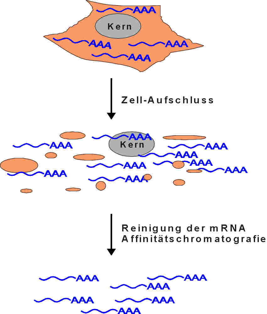 rnaiso.jpg
