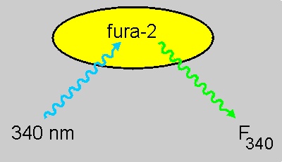 cellfurh.jpg
