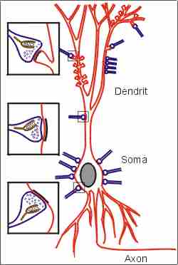 neuron1l.jpg