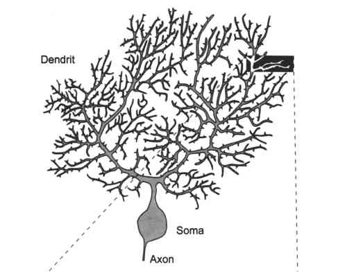 tree1l.jpg