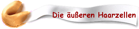 Die ueren Haarzellen