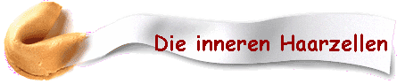 Die inneren Haarzellen